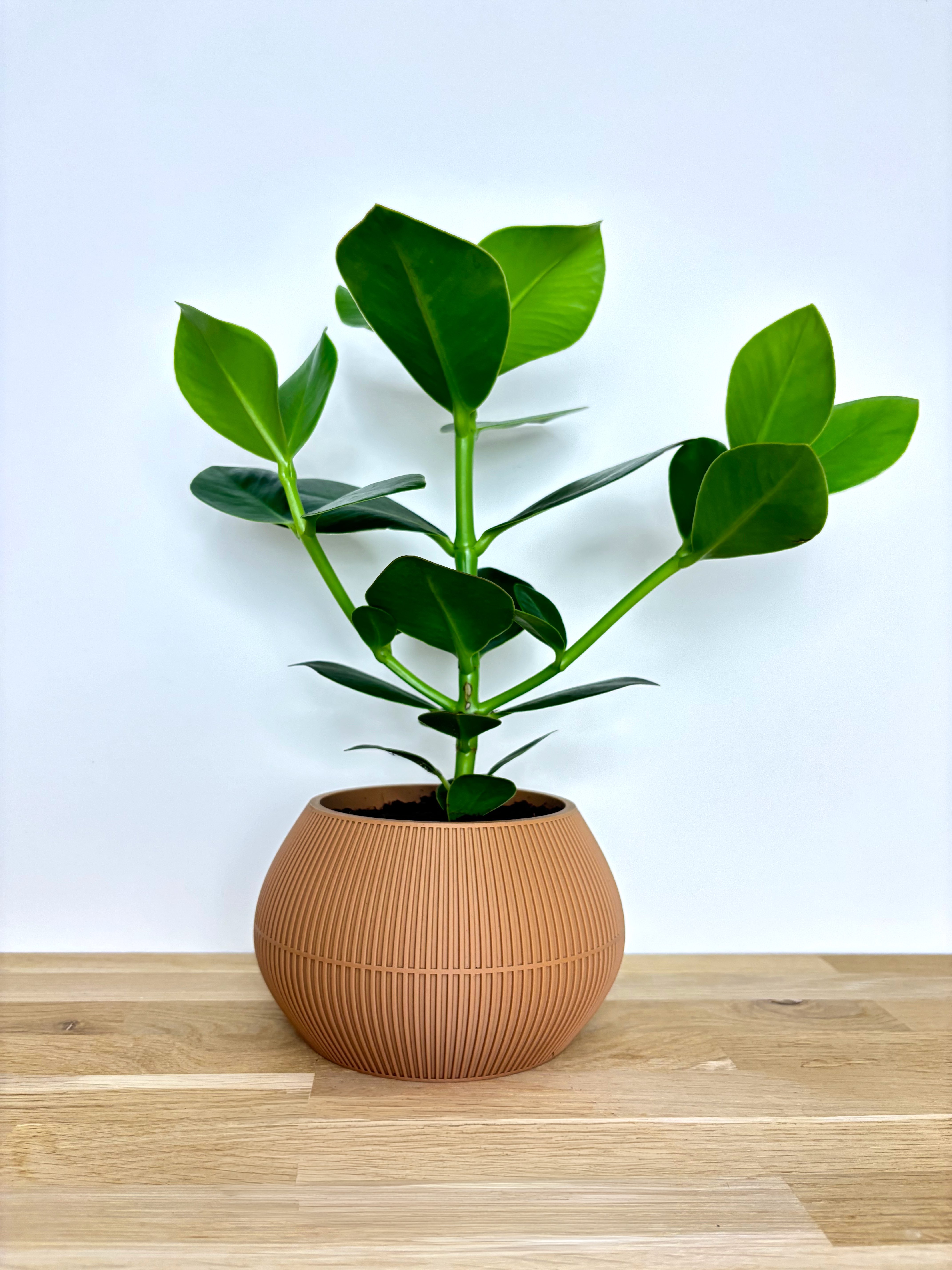 Succulents in a green hexagonal spiral-rib planter